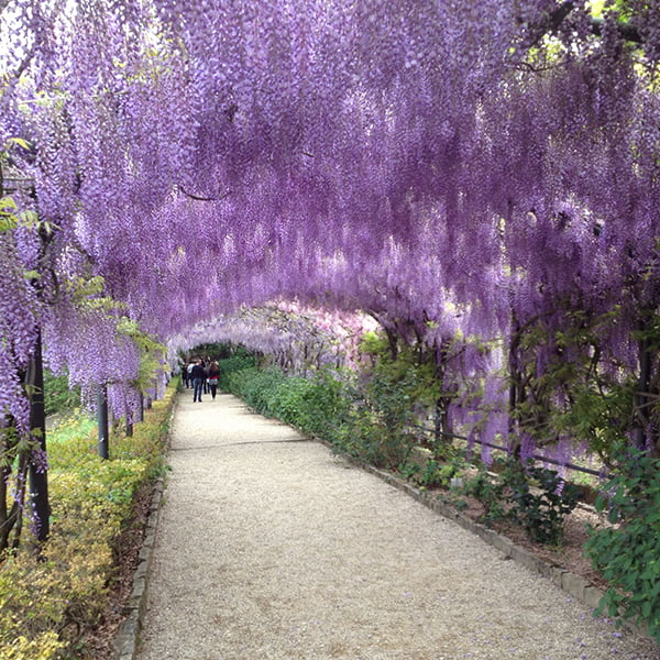 Giardino Bardini, wisteria